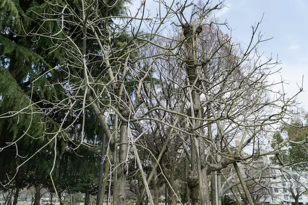 Aogiri Trees exposed to the bombing (1)